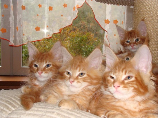 Kocięta Maine Coon rude wiewiórki!